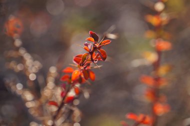 Katuen Nehri, Rusya yakınındaki güneş ışığı kırmızı yaprakları ile dikenli çalı.