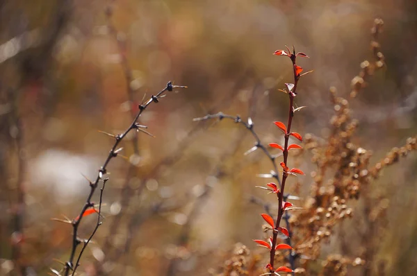 Arbuste Épineux Avec Des Feuilles Rouges Soleil Près Rivière Katuen — Photo