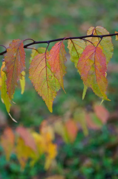 Hojas Coloridas Otoño República Altai Rusia — Foto de Stock