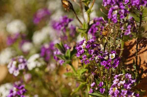 Schattig Violette Bloemen Ochtend Zonlicht Altaj Rusland — Stockfoto