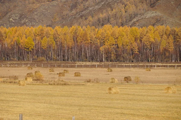 俄罗斯阿尔泰共和国卡拉科尔山谷 Uch Enmek 的美丽景色 — 图库照片