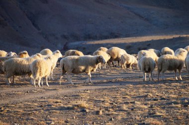Güneş ışığı, Altay Cumhuriyeti, Rusya akşam içinde koyun.