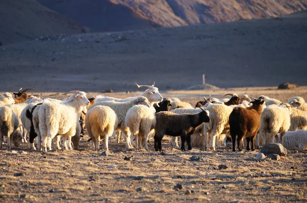 山羊和羊在晚上的阳光下 阿尔泰共和国 俄罗斯 — 图库照片