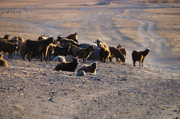 Goats Sheep Evening Sunlight Altai Republic Russia — Stock Photo, Image