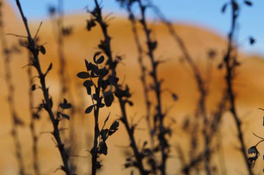 Kuru bush inanılmaz Mars peyzaj, Batı Sibirya altay Mars, Chagan - Uzun, Altay Cumhuriyeti, Rusya Federasyonu.