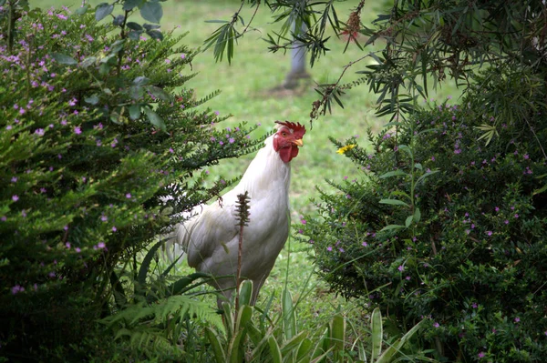 Gallo Encuentra Entre Árboles — Foto de Stock