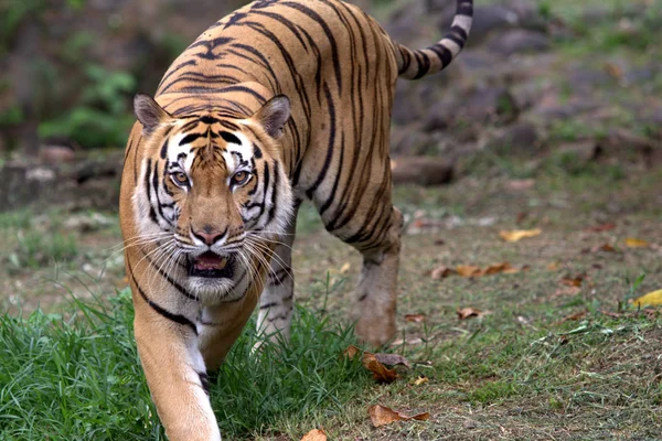 Tigre Mirando Hacia Adelante Mientras Camina Suelo — Foto de Stock