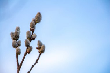 Yumuşak mavi arka plan üzerinde erken ilkbaharda kabarık söğüt tomurcukları, sağdaki metin için alan