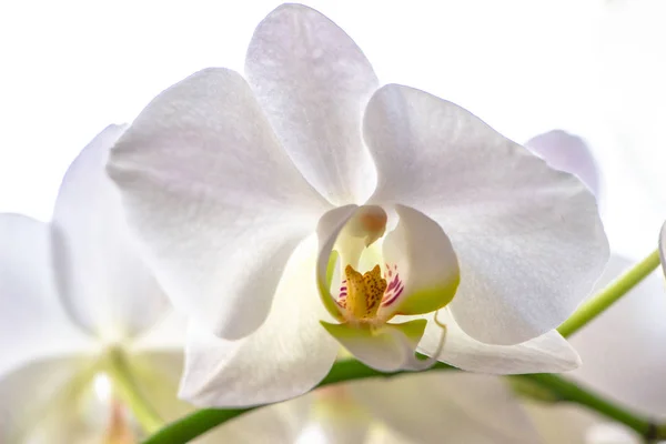 Орхидея Цветок Белом Фоне — стоковое фото