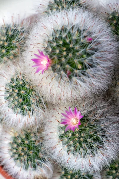 Home cactus blooms, top view