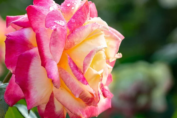 Close-up rose flower on a dark green background. Rose petals are red-yellow. Drops of dew. Place for text on the right.