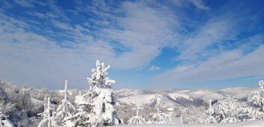 Kar dağ ormandaki çam ağaçları kaplı. Kış manzara güneşli sabah. Kar yağışı ve fırtına sonra kar sürüklenir