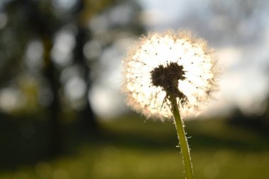 Beyaz karahindiba çiçek ile günbatımı