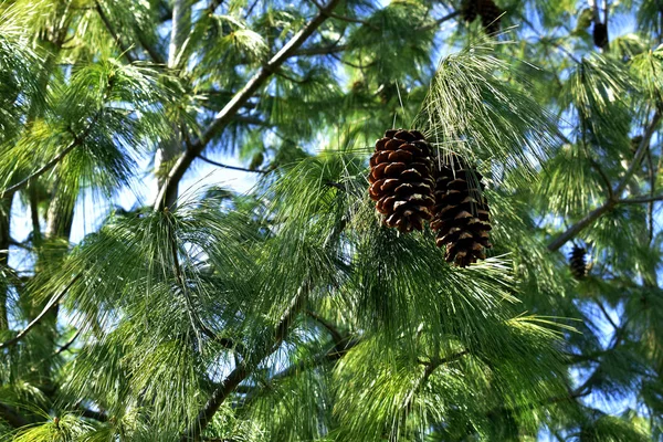Conífera com dois cones de pinheiro no dia ensolarado — Fotografia de Stock
