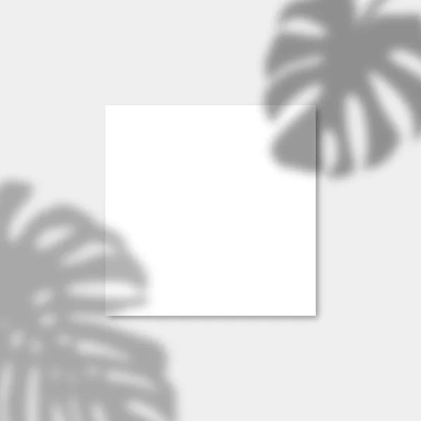Papel quadrado Mockup com sombras realistas sobrepõe folha monstera. Sombra vetorial de uma planta tropical . — Vetor de Stock