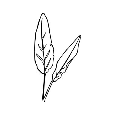 Bir satır muz yaprağı. Modern Minimalist Tarzda Sürekli çizgi tropikal bitki. Vektör İllüstrasyonu.