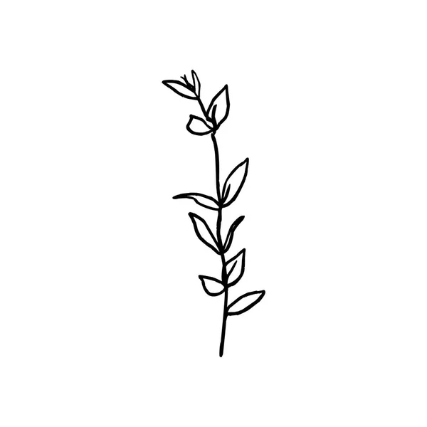 Um ramo de linha da planta. Linha contínua de folhas botânicas em um estilo minimalista moderno. Ilustração vetorial . —  Vetores de Stock