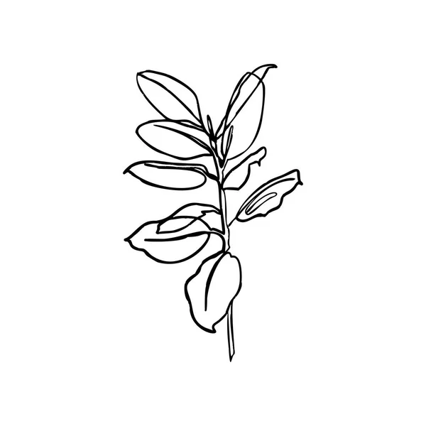 Jedna linka Ficus. Nepřetržitá čára listí rostliny v moderním minimalistickém stylu. Vektorová ilustrace. — Stockový vektor