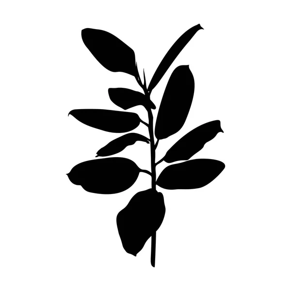 Black Ficus planta silhueta isolada sobre fundo branco. Ilustração vetorial —  Vetores de Stock