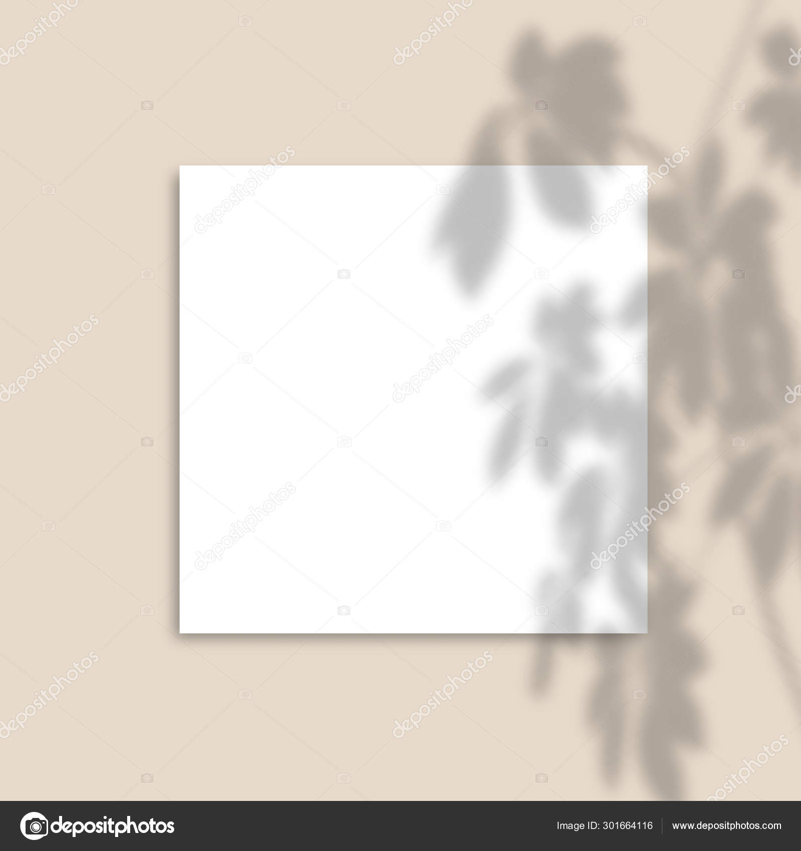 Download Square Paper Mockup With Realistic Shadows Overlays Leaves On Pink Background Vector Shadow Of A Tropical Plant Stock Vector C Sini4ka 301664116 PSD Mockup Templates