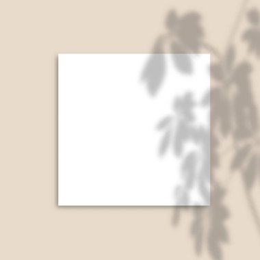 Gerçekçi gölgeler ile Kare Kağıt Mockup pembe arka plan üzerinde Yaprakları bindirmeleri. Tropik Bir Bitkinin Vektör Gölgesi.