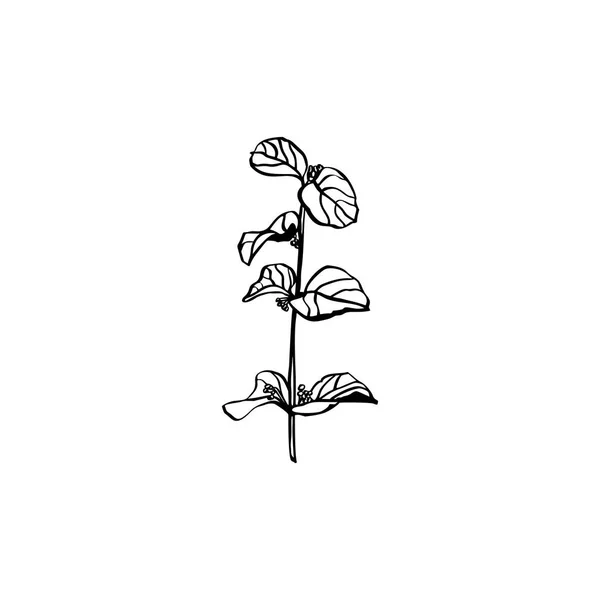 手は植物の枝を描きます。現代のミニマリストスタイルのグラフィックベクトルイラスト。ロゴ、カード、ポスターを作成するには — ストックベクタ