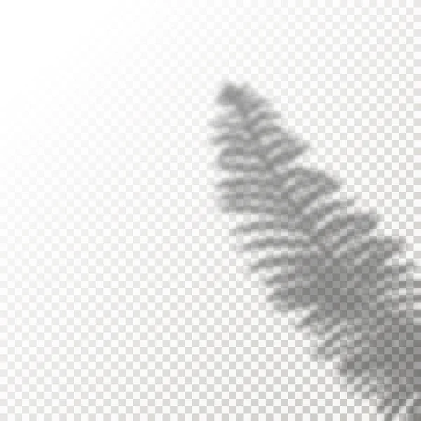 Shadow Overlay Pflanze Farn Vektor-Attrappe. Schatten überlagern die Effekte eines Blattes in einem modernen minimalistischen Stil. — Stockvektor