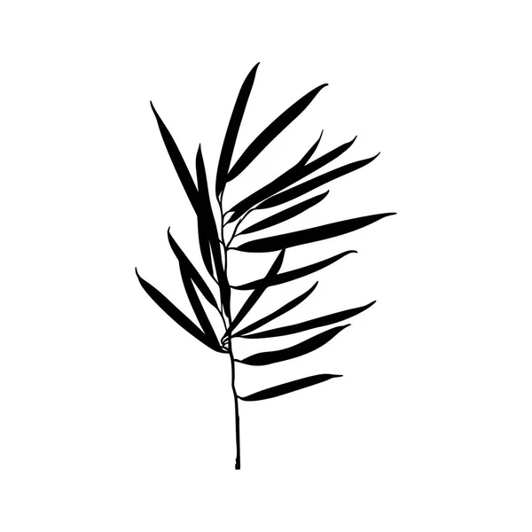 Black Ficus planta silhueta isolada sobre fundo branco. Ilustração vetorial — Vetor de Stock