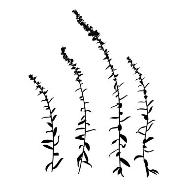 Bir bitki dalı silueti. Beyaz arka plan üzerinde izole otlar Vektör monokrom çiçek illüstrasyon