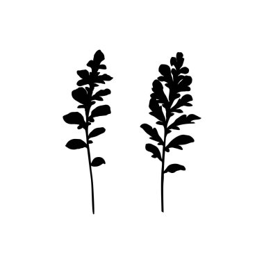 Bir bitki dalı silueti. Beyaz arka plan üzerinde izole otlar Vektör monokrom çiçek illüstrasyon