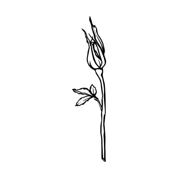 Desenho de linha Rose Flower. Rosebud de contorno vetorial em um estilo minimalista na moda . —  Vetores de Stock
