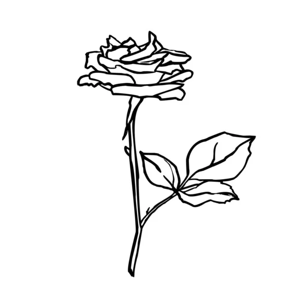 Rose Blomma linjen ritning. Vektor skissera teckning konst i en trendig minimalistisk stil. — Stock vektor