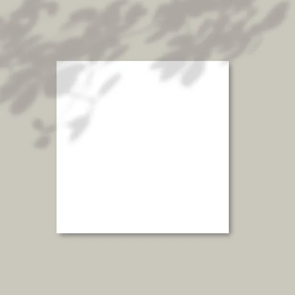 La sombra de las plantas. Mockup de papel cuadrado con sombras realistas superpone hojas sobre fondo gris. Vector . — Vector de stock
