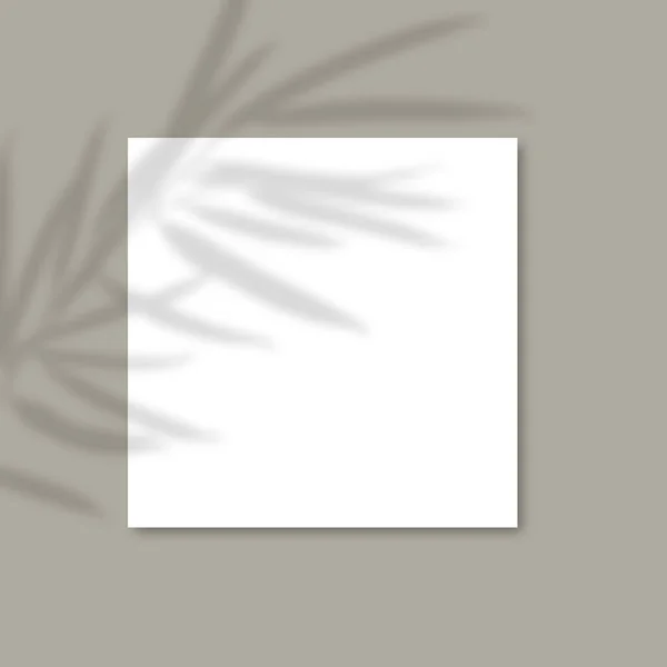 La sombra de las plantas. Mockup de papel cuadrado con sombras realistas superpone hojas sobre fondo gris. Vector . — Vector de stock