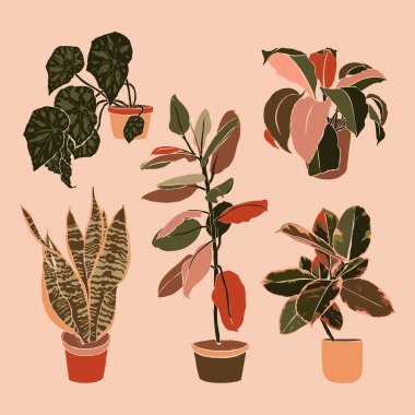 Sanat kolajı saksı bitkilerini en az moda şekilde sakladı. Sansevieria, begonya ve incir bitkilerinin silueti. Vektör