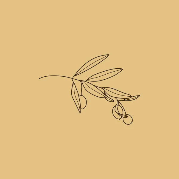Ramo de azeitona com folhas. Esboço Folhas botânicas em um estilo minimalista moderno. Ilustração vetorial . —  Vetores de Stock