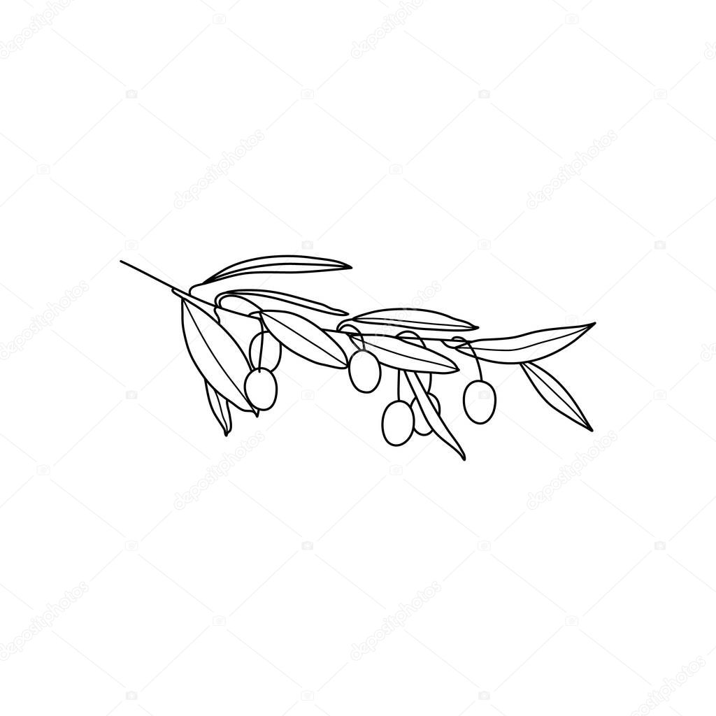 Olive Branch with leaves and with Fruit. Outline Botanical leaves In a Modern Minimalist Style. Vector Illustration. For printing on t-shirt, Web Design, beauty Salons, Posters, creating a logo