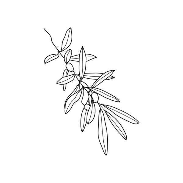 Rama de Oliva con hojas. Bosquejo Hojas botánicas en un estilo minimalista moderno. Ilustración vectorial — Archivo Imágenes Vectoriales