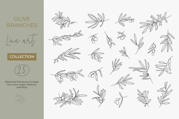 一套现代线性最小风格的橄榄分枝 用水果和树叶制作标识 婚宴请柬的分枝图解 — 图库矢量图片