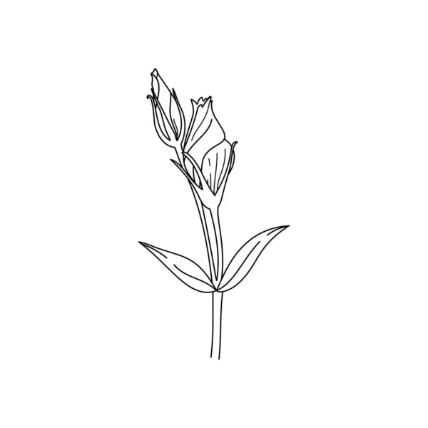 Lisianthus Bloemen Knop Met Bladeren Schets Eustoma Een Moderne Minimalistische — Stockvector