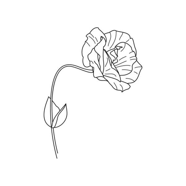 Lisianthus Flores Con Hojas Esquema Eustoma Estilo Minimalista Moderno Ilustración — Vector de stock