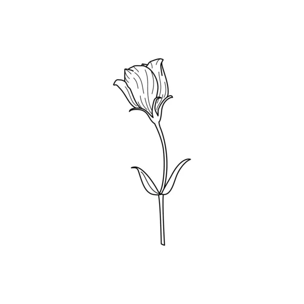 Lisianthus Flores com folhas. Esboço Eustoma em um estilo minimalista moderno. Ilustração Floral do Vetor. — Vetor de Stock