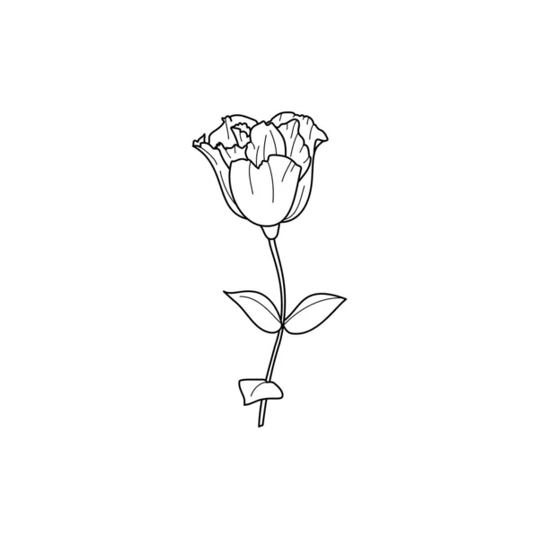 Lisianthus Fleurs avec des feuilles. Décrivez Eustoma dans un style minimaliste moderne. Illustration florale vectorielle. — Image vectorielle