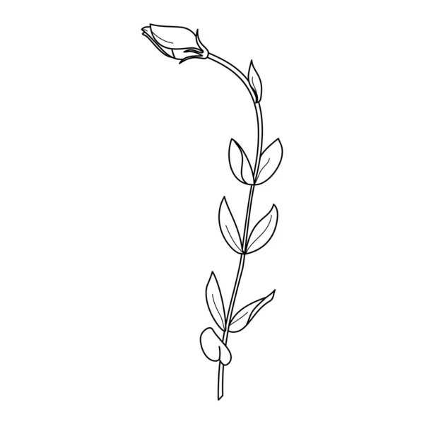 Lisianthus Flores com folhas. Esboço Eustoma em um estilo minimalista moderno. Ilustração Floral do Vetor. —  Vetores de Stock