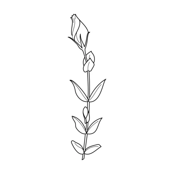 Lisianthus Flowers with leaves. Garis besar Eustoma Dalam Gaya Minimalis Modern. Vector Floral Illustration. - Stok Vektor