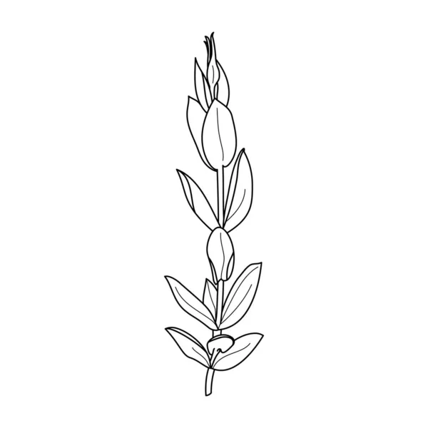 Lisianthus Flores com folhas. Esboço Eustoma em um estilo minimalista moderno. Ilustração Floral do Vetor. —  Vetores de Stock