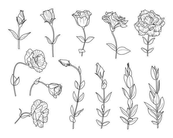 Lisianthus Çiçekleri ve Dalını yapraklarla donatın. Eustoma 'nın Modern Minimalist Tarzı. Vektör Çiçek İllüstrasyonu. — Stok Vektör