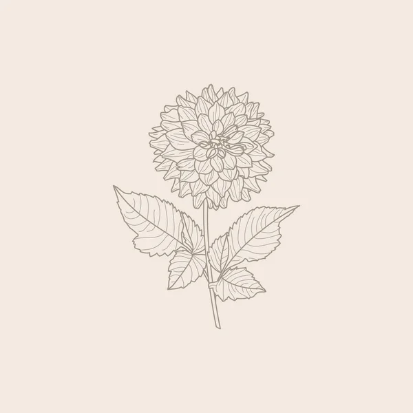 Dahlia Bloemen met bladeren in Trendy Minimal Liner Style. Vector Bloemen Illustratie — Stockvector