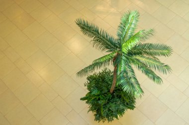 bej arka plan üzerinde egzotik palmiye ağacı