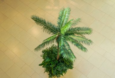 bej arka plan üzerinde egzotik palmiye ağacı